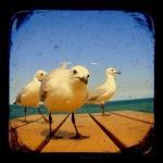 Seagull Photography Set Of Four 5x5 Ttv Bird Photo..