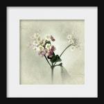 Lantana Flower Photography 5x5 Cottage Chic Home..