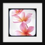 Frangipani Plumeria Flower Photography Print 5x5..