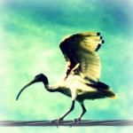 Ibis Bird Photo 5x5 Whimsical Wildlife Photography..