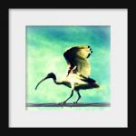 Ibis Bird Photo 5x5 Whimsical Wildlife Photography..