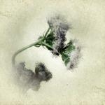 Wildflower Photograph - Botanical Art Print 5x5..