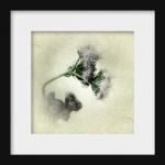 Wildflower Photograph - Botanical Art Print 5x5..