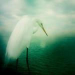 Bird Photography 5x5 Heron White Egret Photo -..