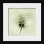 Nature Photography 5x5 Botanical Art Print -..