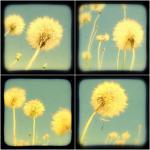 Dandelion Photo Set Of Four - 5x5 Ttv Botanical..