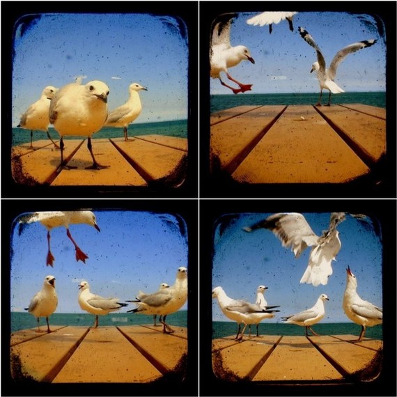 Seagull Photography Set Of Four 5x5 Ttv Bird Photo Prints