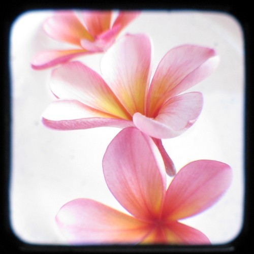 Frangipani Plumeria Flower Photography Print 5x5 Ttv Pink And Yellow Floral Wall Decor
