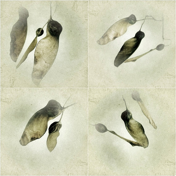 Botanical Art Print Set Of Four - 5x5 Sycamore Seed Photos - Woodland - Brown - Nature Photography Prints